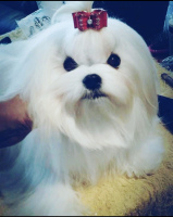 BPIS.-CH.-Aria-Spice-Girl-of-the-Moment-Posh-puppyface