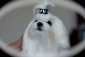 CH.-Aria-Fifty-Shades-of-Grey-Christian-puppyface