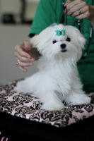 CH.-Aria-I-Dreamed-A-Dream-Cosette-puppy-pretty