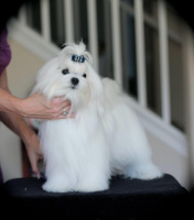 CH.-Aria-Moment-In-The-Spawtlight-Mojo-puppy-pretty