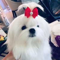 CH.-Aria-Moment-of-Courage-Valor-puppy