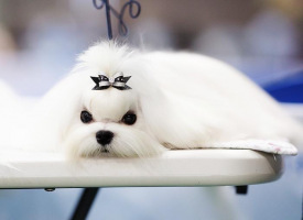 CH.-Funny-Story-of-Snow-County-Story-puppy-table