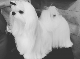 CH.Emmi-Stack-Ringiside-first-show