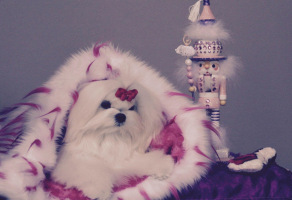 Kachung-Christmas-Puppy