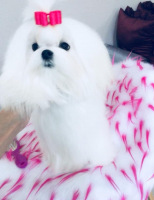 kachung-baby-pink