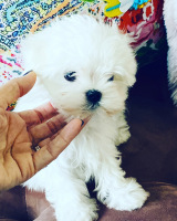 Athena-puppy-8wks