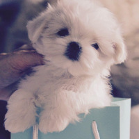 blubbie-tiffany-bag-8wks