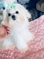 Aria-Just-Dance-pink-puppy-pretty